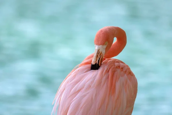 Flamingo Rosa Cuidando Suas Penas Contra Fundo Água Azul Claro — Fotografia de Stock
