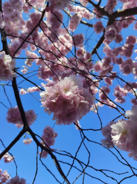 Close Vertical Flores Sakura Rosa — Fotografia de Stock