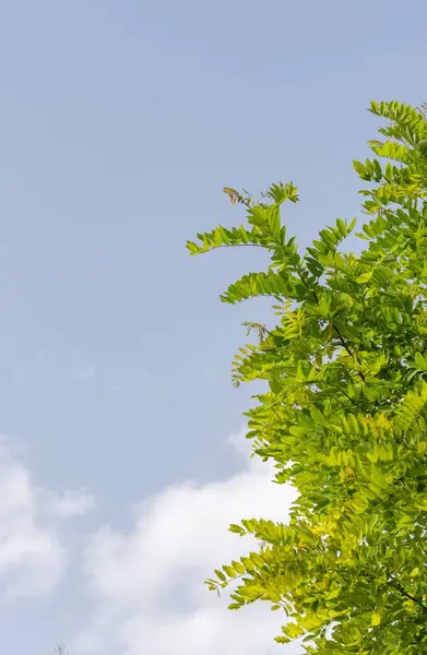 Een Verticaal Laag Hoek Shot Van Boom Takken Met Groene — Stockfoto