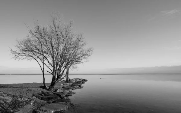 湖滨两棵无叶的树的灰白鳞片 地平线上有群山 — 图库照片