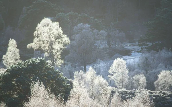 Thick Layers Rime Frost Coating Scots Pine Trees Caledonian Forest — Stock Photo, Image