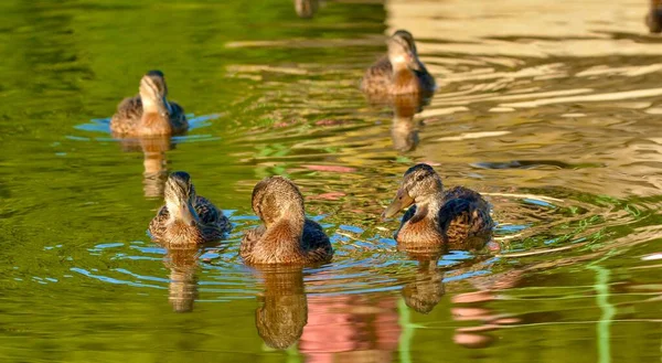 日光の下で湖を泳いでいるマガモの群れ — ストック写真