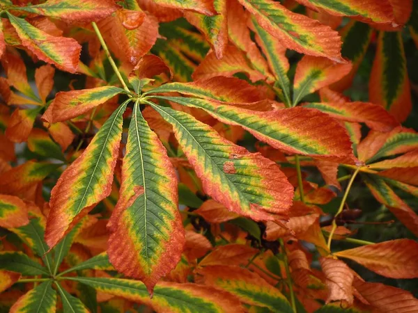 Detalhes Coloridos Folhas Outono Viradas Para Temporada Outono — Fotografia de Stock