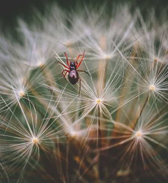 一只长着红腿的蜘蛛爬在蒲公英花上的特写镜头 — 图库照片