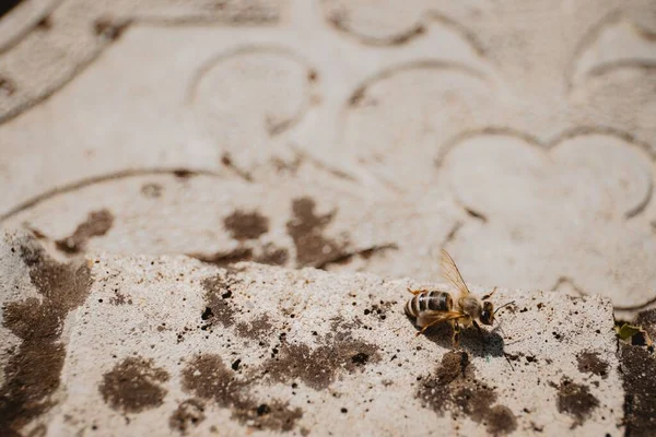 Eine Nahaufnahme Einer Westlichen Honigbiene Auf Einem Felsvorsprung Apis Mellifera — Stockfoto