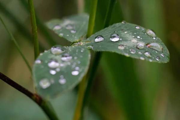 水滴で覆われた茂みの葉のクローズアップショット — ストック写真