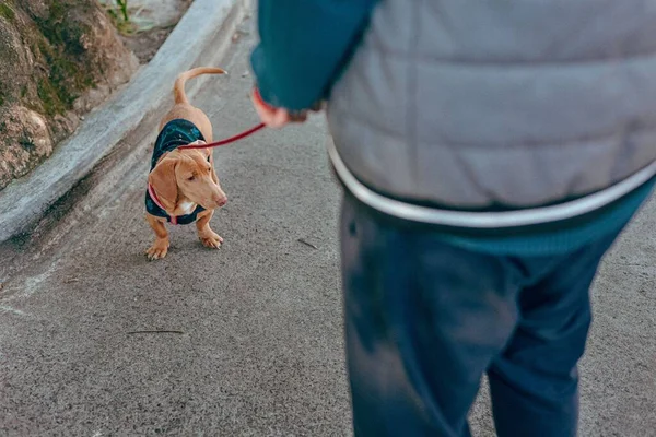 Dışarıda Tasmalı Bir Yelek Giyen Bir Sokak Köpeği — Stok fotoğraf