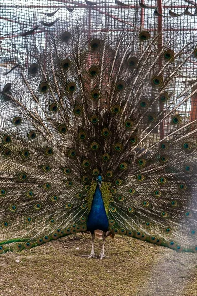 动物园里五彩斑斓的孔雀 尾巴敞开 四周环绕着栅栏 美丽的垂直景色 — 图库照片
