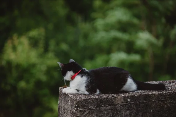 一只黑白相间的猫坐在石头上 背景为绿树的特写镜头 — 图库照片