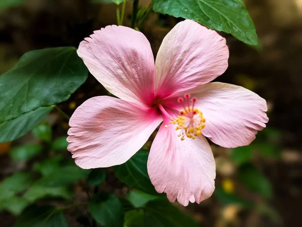 정원에 분홍빛 플랜트 꽃봉오리 — 스톡 사진