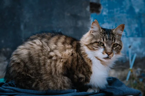 Vertikal Bild Sibirisk Katt Liggande Ett Klädesplagg Med Gröna Ögon — Stockfoto