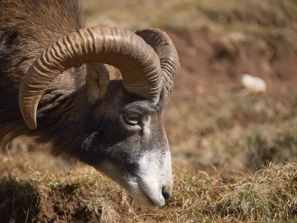 A cute bighorn sheep lowering its head to take a bite of grass in a sunny yellow field