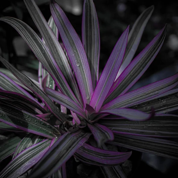 Nahaufnahme Einer Lila Moses Cradle Pflanze — Stockfoto