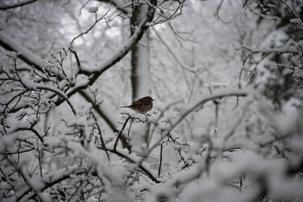 Gorrión Casa Passer Domesticus Encaramado Rama Árbol Nevado — Foto de Stock