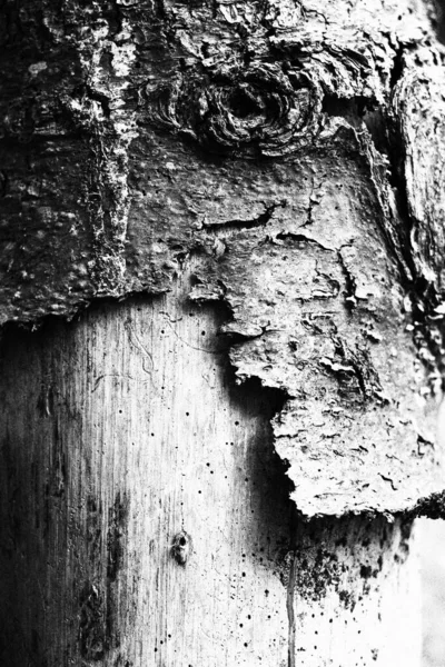 Yaşlı Ağaç Gövdesinin Gri Tonlu Bir Görüntüsü — Stok fotoğraf