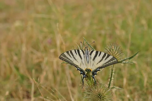 Natural Closeup White Striped Scarce Swallowtail Butterfly Iphiclides Podalirius Sitting — Stock Photo, Image