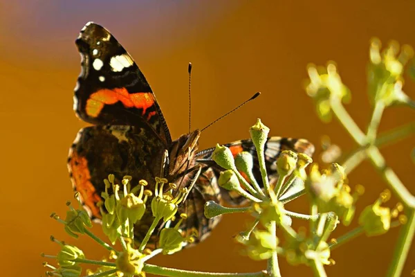 Eine Nahaufnahme Eines Wunderschönen Kleinen Schildpatt Schmetterlings Auf Einer Pflanze — Stockfoto