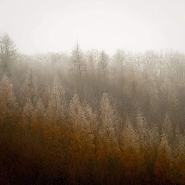黄色の木を覆う霧に包まれた秋の森の風景 — ストック写真
