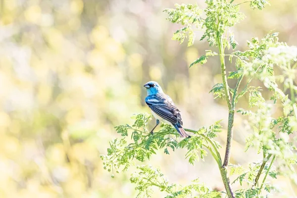 Ein Bunter Vogel Hockt Auf Einer Blume Garten — Stockfoto