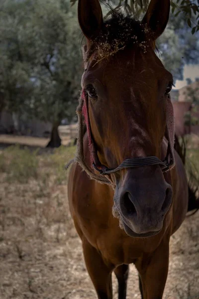 Vertical Closeup Shot Brown Horse Farm — Stock Photo, Image