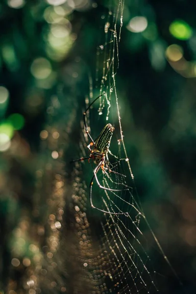 Eine Vertikale Aufnahme Von Spinnen Die Ein Netz Vor Verschwommenem — Stockfoto