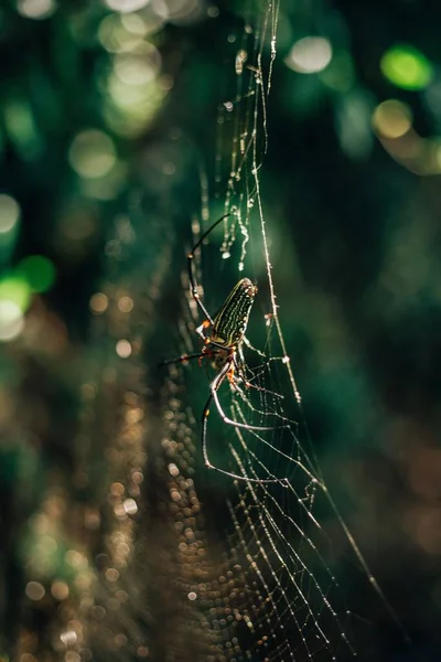 Plan Vertical Araignée Tissant Une Toile Sur Fond Flou Avec — Photo