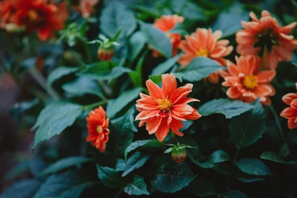 Крупним Планом Знімок Красивих Апельсинових Квітів Далії Цвітуть Саду — стокове фото