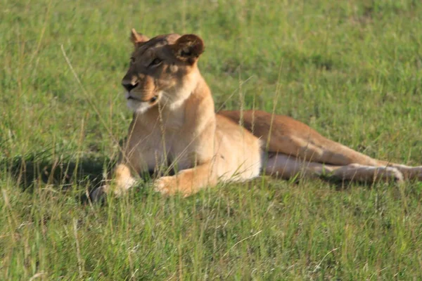 Una Majestuosa Leona Descansando Sobre Hierba Verde Campo — Foto de Stock