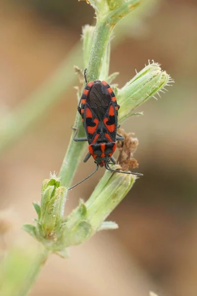 Vertical Closeup Brilliant Red Mediterranean Ground Bug Spilostethus Saxatilis Hanging — Stock Photo, Image