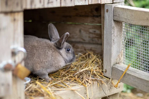 木の箱の中のウサギのクローズアップ — ストック写真
