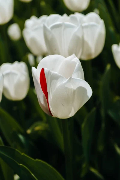 Eine Vertikale Nahaufnahme Wunderschön Blühender Weißer Tulpen Garten Bei Tageslicht — Stockfoto