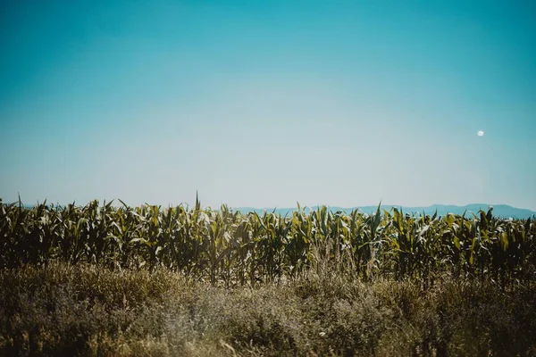 晴れた日に収穫のショット — ストック写真