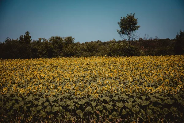 Ein Schönes Sonnenblumenfeld Bei Sonnigem Wetter Helianthus Annuus — Stockfoto