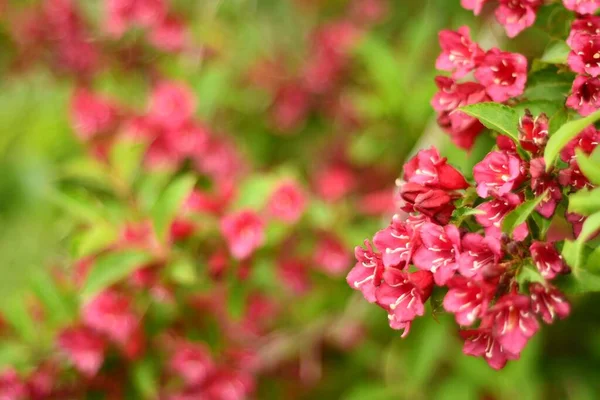 绿色灌木丛上的一朵红色粉红的花 — 图库照片