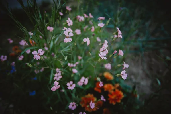 Een Close Shot Van Paarse Bloemen — Stockfoto