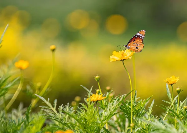 Egy Közeli Kép Egy Sima Tigris Pillangóról Ami Egy Sárga — Stock Fotó