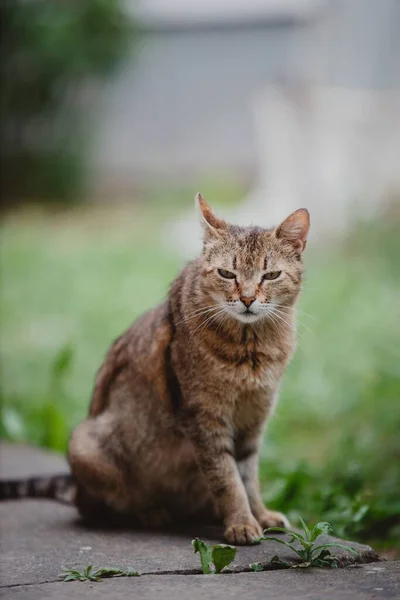 A closeup shot of a brown cat with a scary look, with green grass in the background