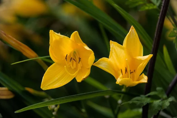 Zbliżenie Dwóch Żółtych Lilii Dziennych Gelbe Taglilie Hemerocallis Lilioasphodelu — Zdjęcie stockowe