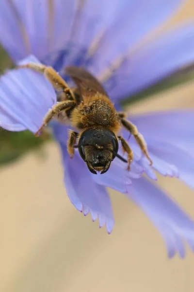 Детализированный Вертикальный Красочный Coseup Самке Большой Полосатой Пчелы Halictus Scabiosa — стоковое фото