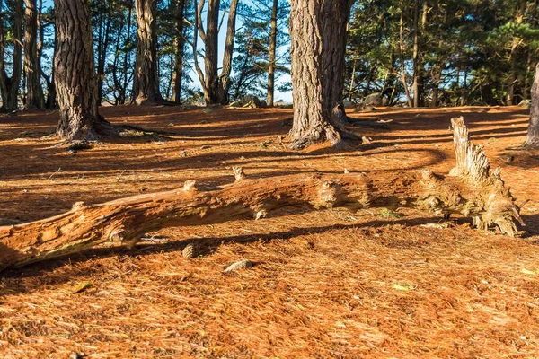 Morbihan Gulf Brittany Pines Forest Back Light Winter Sunny Day — Stock Photo, Image