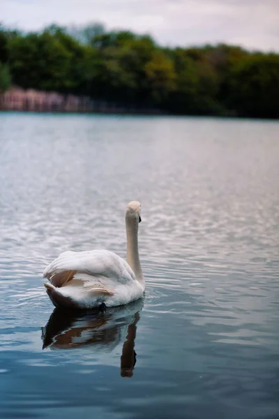 Primer Plano Vertical Cisne Blanco Nadando Lago — Foto de Stock