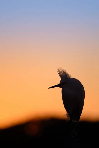 Svislý Záběr Sněžného Prasete Skále Který Dívá Stranou Krásným Západem — Stock fotografie