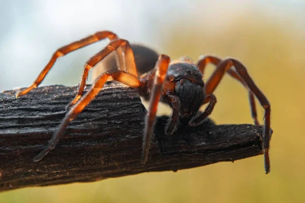 Gros Plan Une Araignée Coelotes Sur Tronc Arbre Cassé Dans — Photo