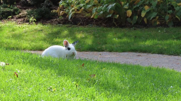 一只兔子在公园里跳跃 — 图库照片