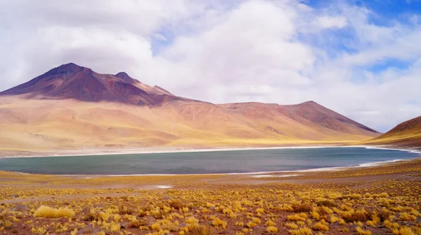 San Pedro Atacama Şili Deki Cerro Miscanti Yanardağının Eteğindeki Miniques — Stok fotoğraf