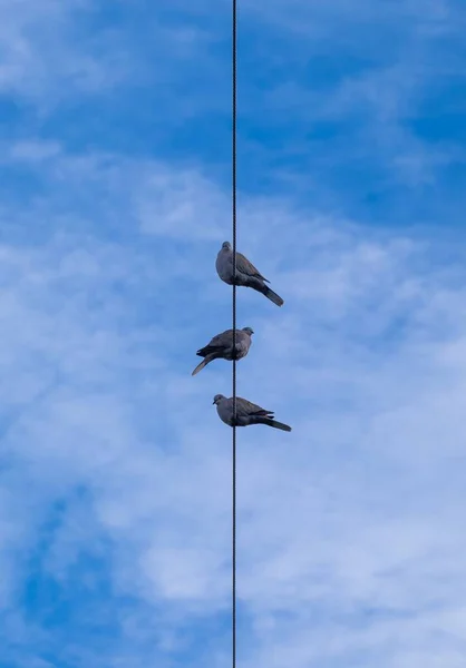 Три Серых Голубя Сидят Высоко Электрическом Кабеле Ярко Голубом Фоне — стоковое фото