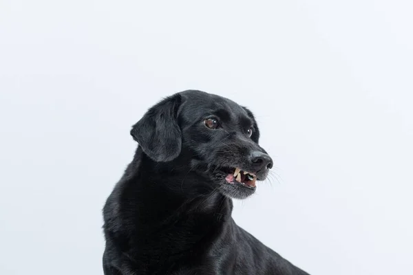 Primer Plano Adorable Perro Negro Sobre Fondo Blanco —  Fotos de Stock