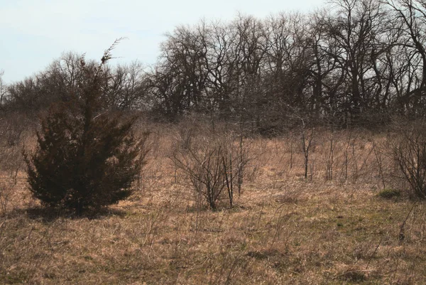 Een Geel Veld Van Droog Gras Donkere Bomen Met Schaarse — Stockfoto