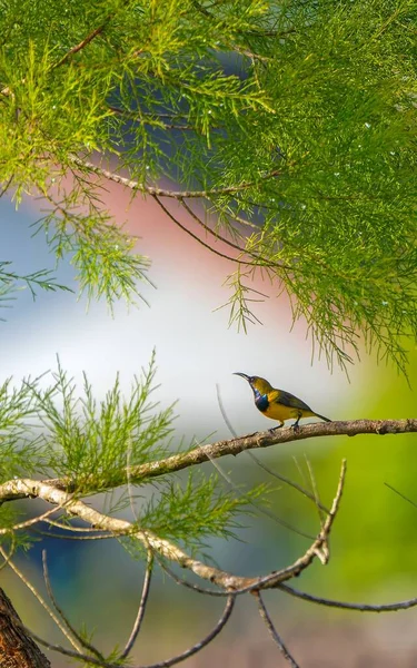 Olivbackad Solfågel Cinnyris Jugularis Fågel Ett Grönt Träd — Stockfoto