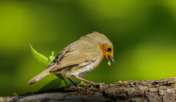 Closeup European Robin Perched Tree Branch Green Background — Stock Photo, Image